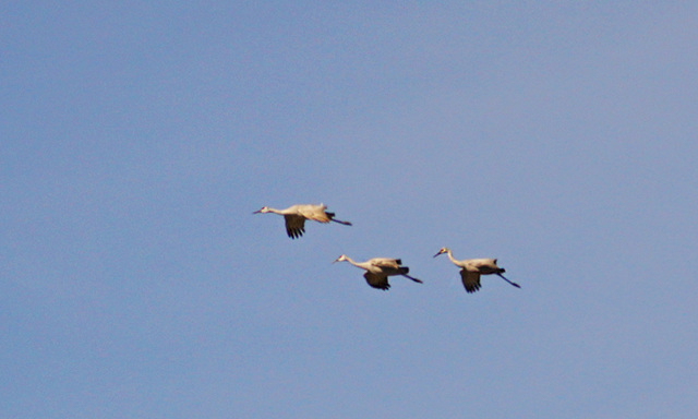 Sandhill Cranes