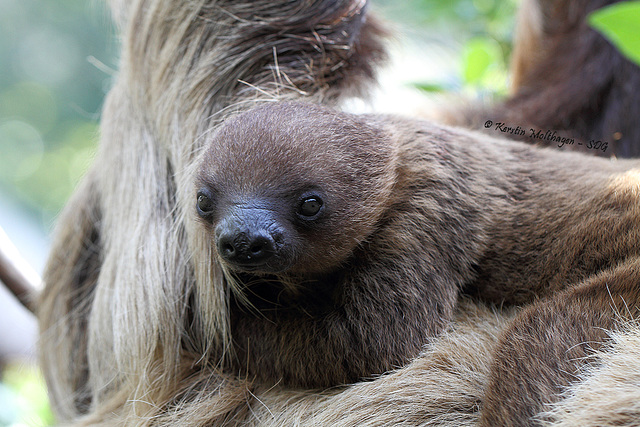 Faultiernachwuchs (Zoo Heidelberg)