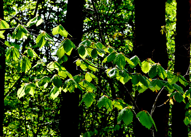 Sunlit leaves