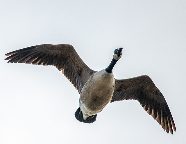 Canada goose