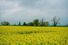 Fields near Gnosall