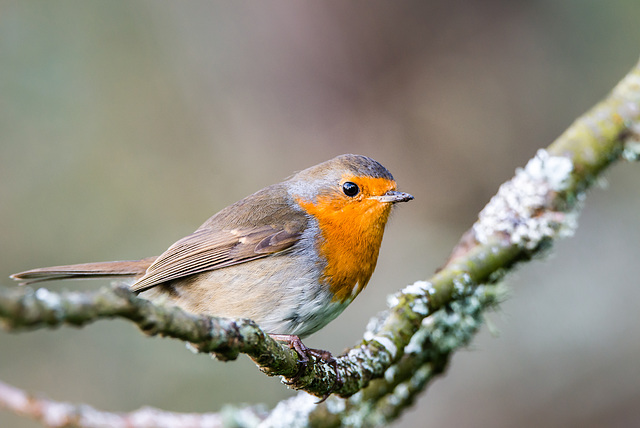 Rotkehlchen im Dartington Hall Garten - 20190317