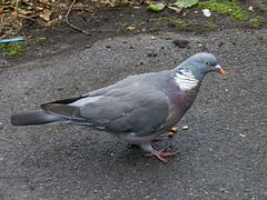 Wood pigeon (1)