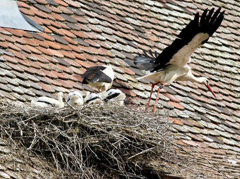 Das eine Elternteil kommt, das andere fliegt weg, um Futter zu besorgen