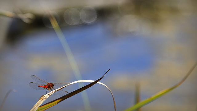 Crocothemis