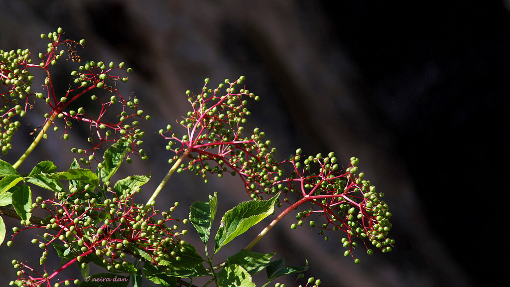 Sureau - Sambucus nigra