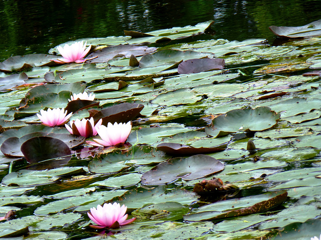 FR - Giverny - Garten von Claude Monet