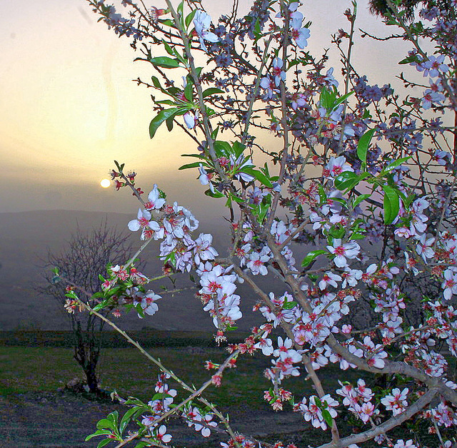 Couchant sur fleurs d'amandier.