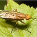 IMG 9774 Yellow Dung Fly