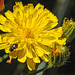 20230620 1052CPw [D~LIP] Kleinköpfiger Pippau (Crepis capillaris), Käfer, Bad Salzuflen