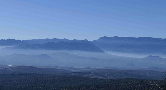 Olive trees