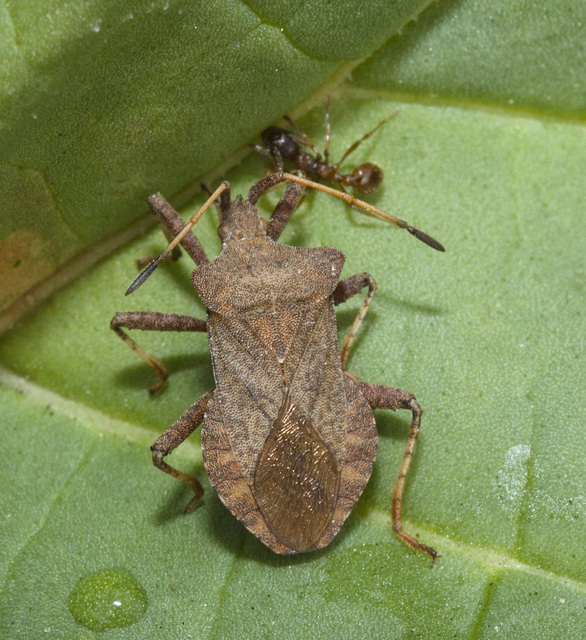 IMG 8424 Shield Bug-1