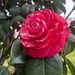 Camellia japonica