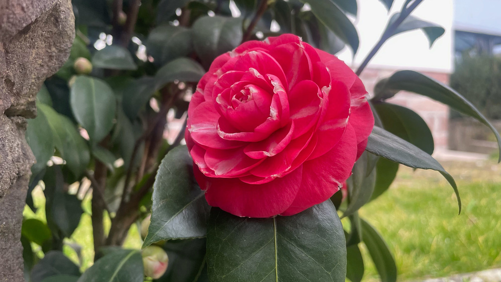 Camellia japonica