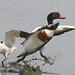 EF7A3974 Shellduck Avocetv2