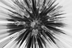 Huflattich Makro BW 2