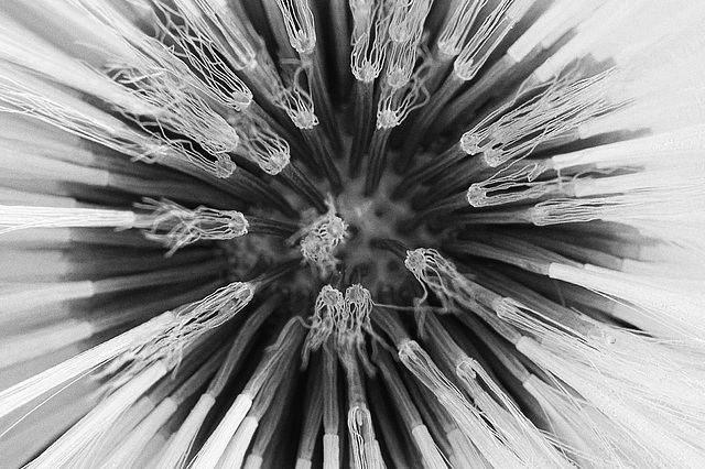 Huflattich Makro BW 2 Huflattich Makro BW 2