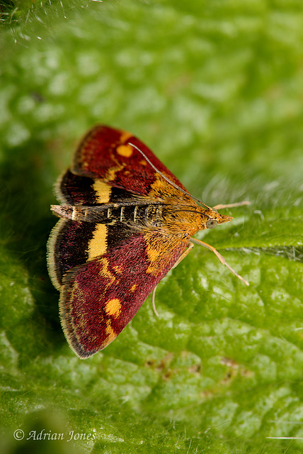 Pyrausta aurata (Mint Moth)