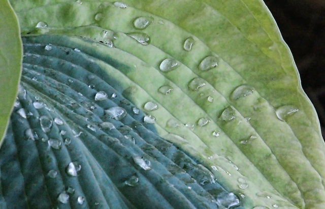 hosta drips