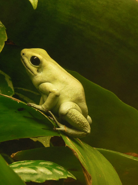 402 Phyllobates terribilis ist stark gefährdet