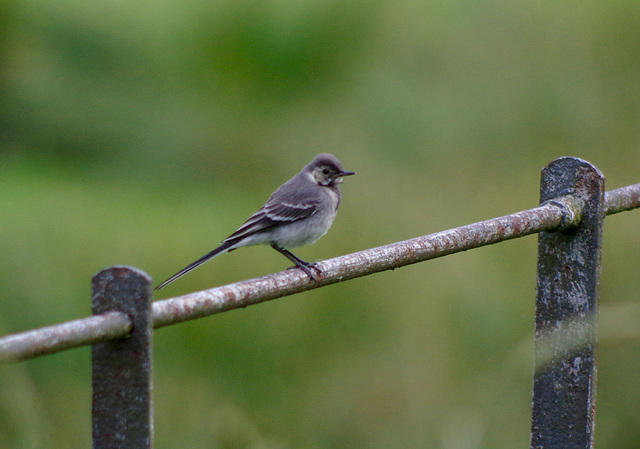 Pied Wagtail (juvenile)