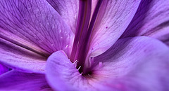 Purple Lily