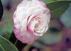 Camellia