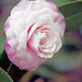 Camellia