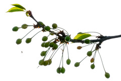 cerises du soir