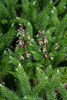 Neottia smallii (Appalachian Twayblade orchid) on a bed of Lycopodium clavatum (Wolf's-paw Clubmoss)