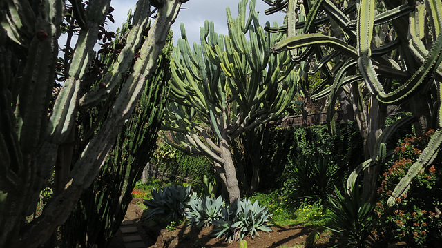 Madeira Botanical Garden