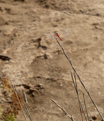 Red-veined Darter (M)