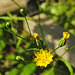 20230620 1053CPw [D~LIP] Kleinköpfiger Pippau (Crepis capillaris), Bad Salzuflen