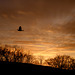 A Woodpigeon sunset