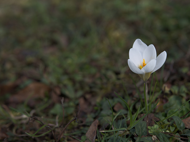 Frühlingsboten