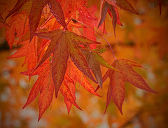 Herbstfarben (2 PiPs) Herbstfarben (2 PiPs)