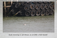 Tyred gull - Newhaven Harbour - 16.3.2015