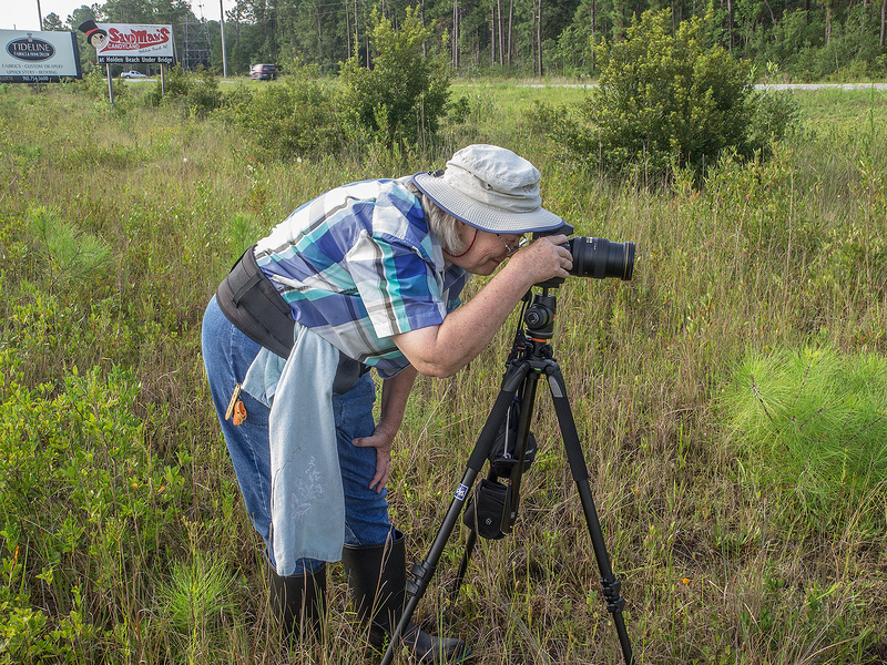 Jackie Tate photographing Platanthera conspicua (Southern White Fringed orchid)