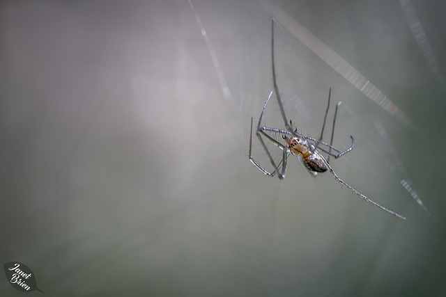 Sierra-Dome-Spider-in-bokeh