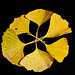 Ginkgo biloba fantaisie 2