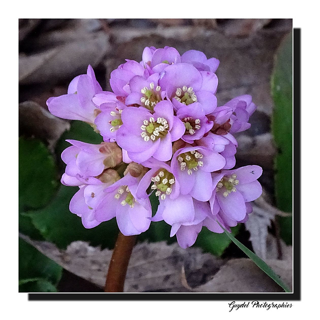 La Bergenia Crassifolia ...