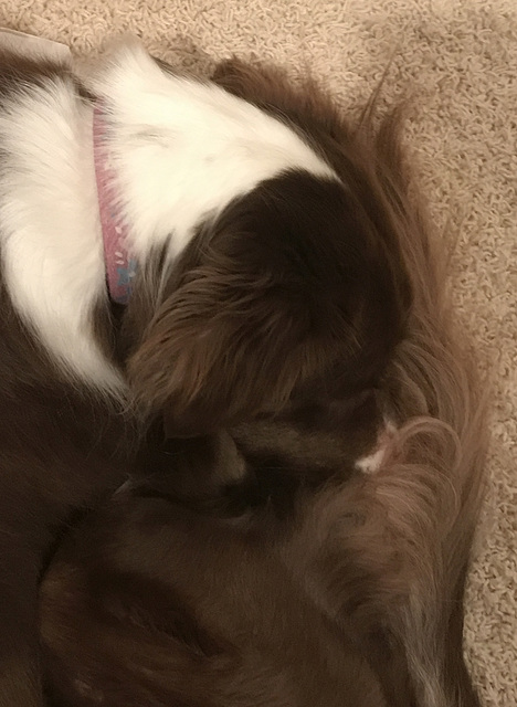 Brownie, sleeping