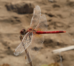 Red-veined Darter (M)