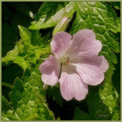 Passez un bon we mes ami(e)s !❤️Geranium versicolor