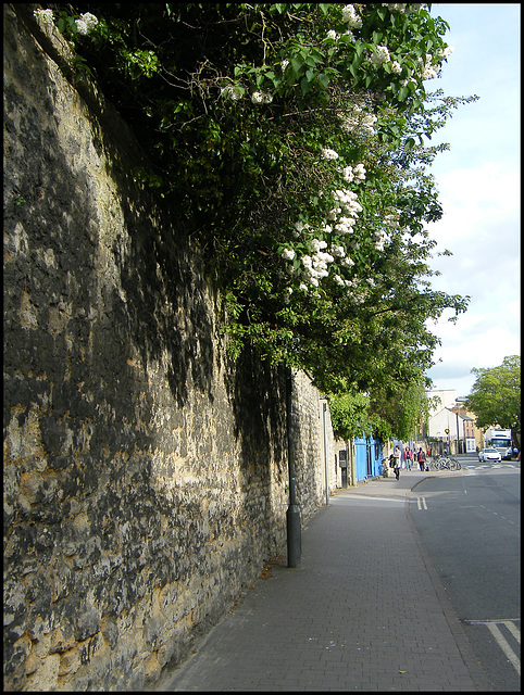 walltop greenery