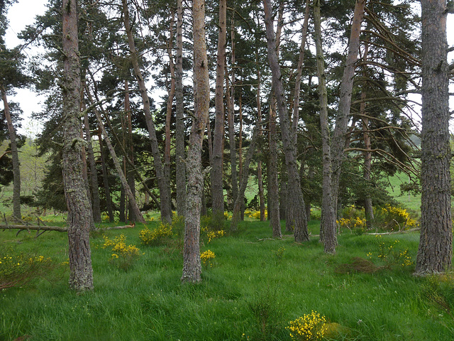 20150514 -17 Chastagnier Lozere VTT-Rando (122) al