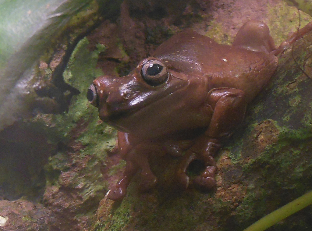 404 Korallenfinger - Litoria caerulea kommen in Australien u. Indonesien vor.