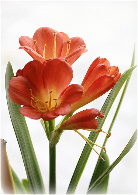 Clivia