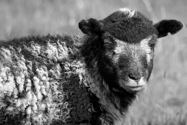 Herdwick Lamb in monochrome