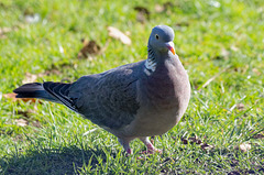 Wood pigeon